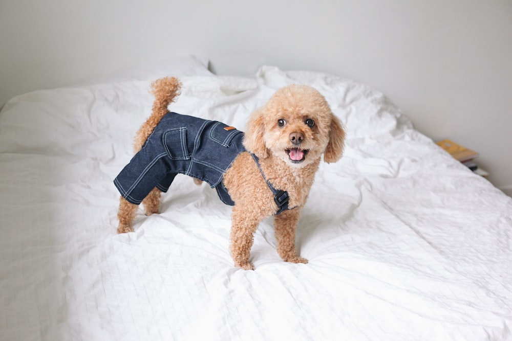 おしゃれで可愛い犬服 人気ブランドおすすめ15選 うちの子クローゼット